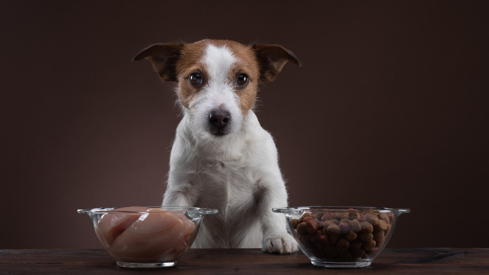 dog choosing between foods