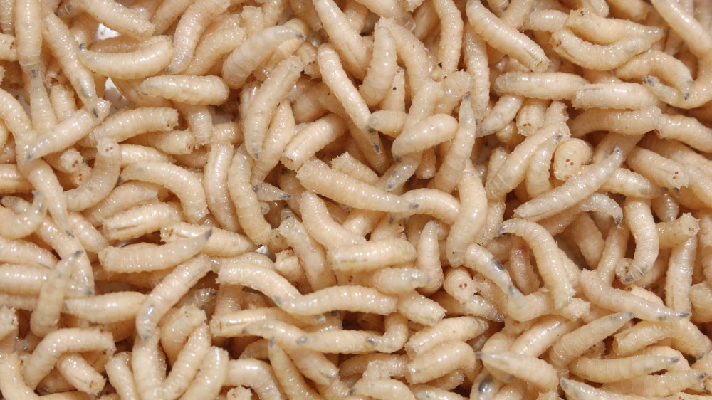 Anthony Bourdain ate maggot fried rice