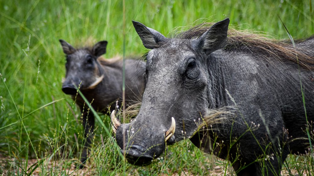 Anthony Bourdain ate warthog anus