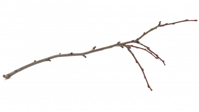 twig