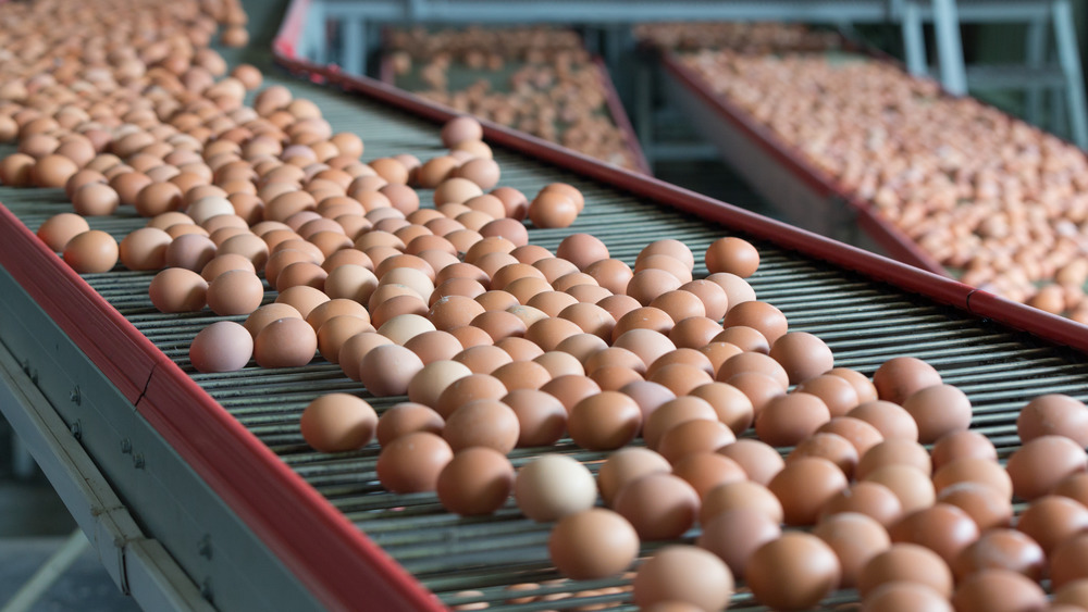 Eggs in factory