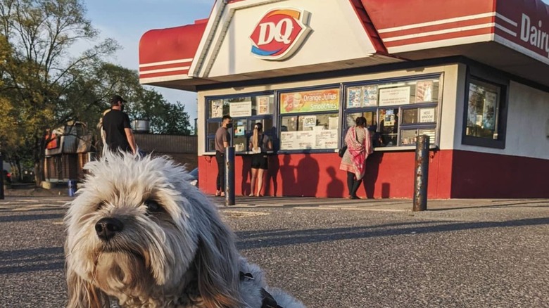 Dog at Dairy Queen