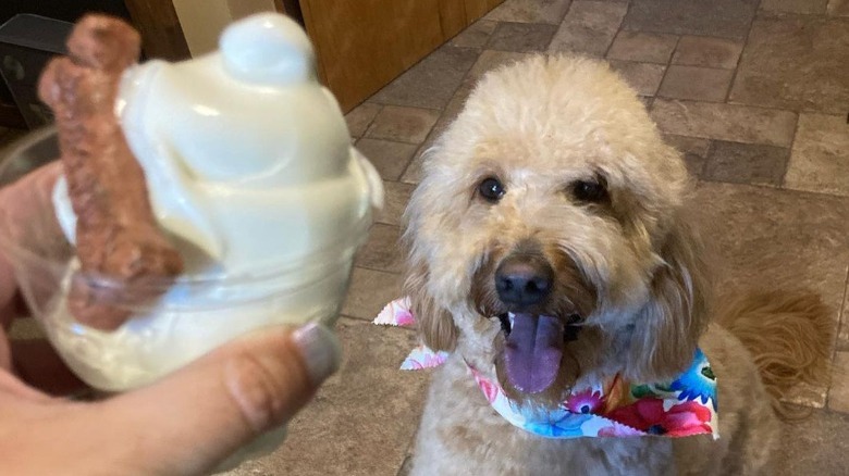 is dairy queen ice cream good for dogs
