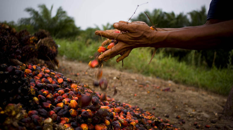 Man harvesting oil kernels in Indonesia