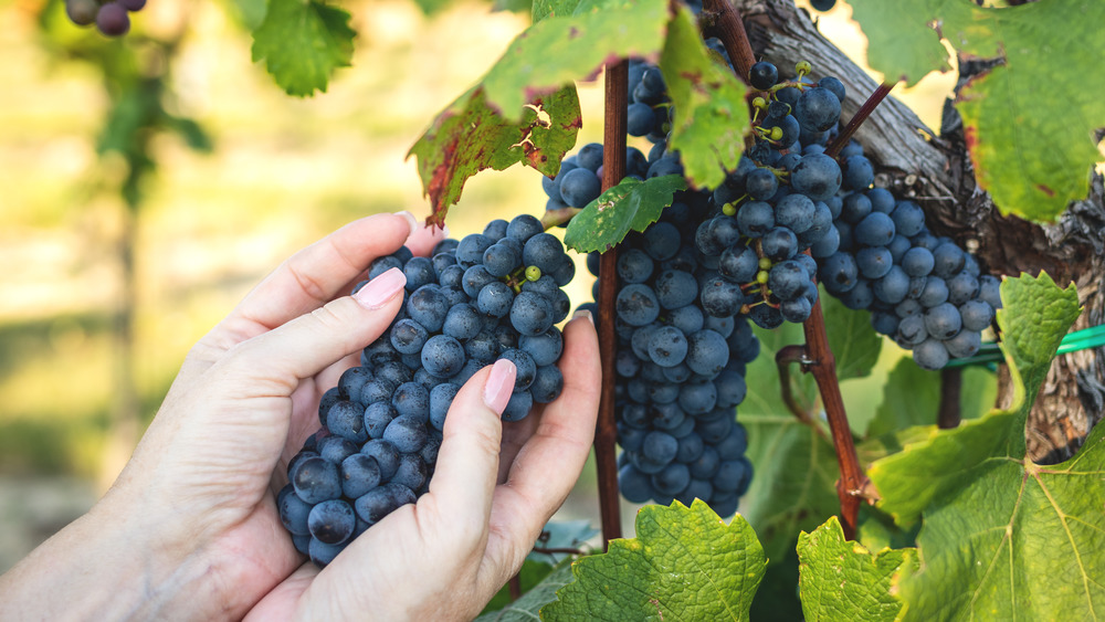 Women's hands picking grapes for wine