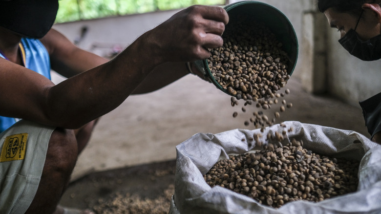 Plantation workers sorting coffee beans