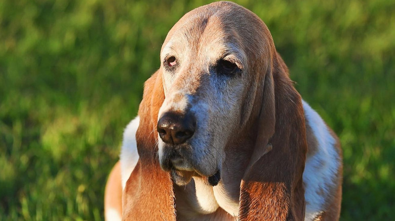 Ree Drummond's dog Walter