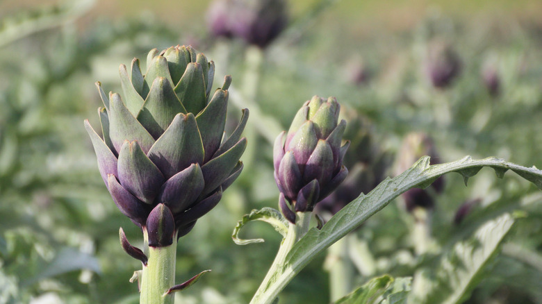 ripened artichoke