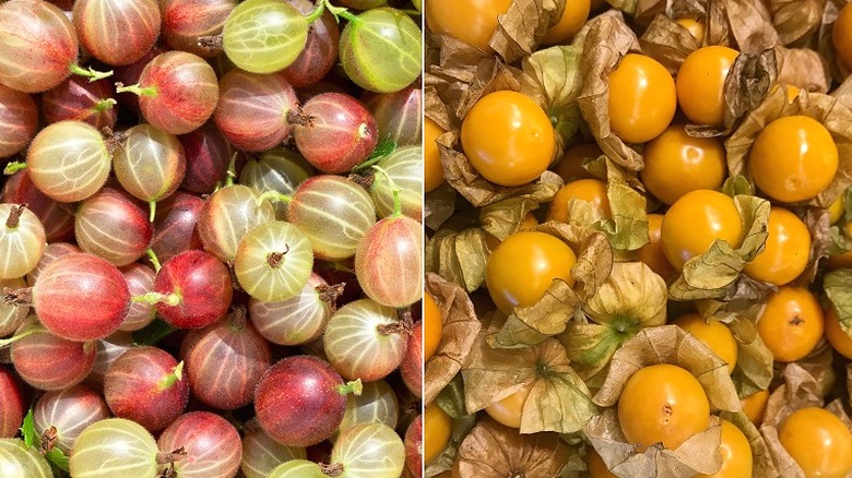 Gooseberries beside ground cherries