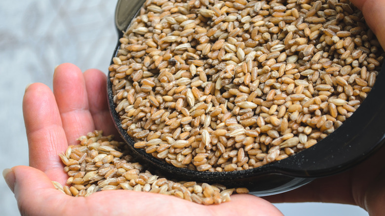 Raw barley grains