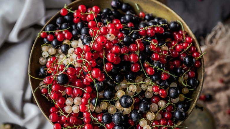 red, black and white currants