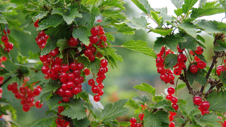 red currants on a bush