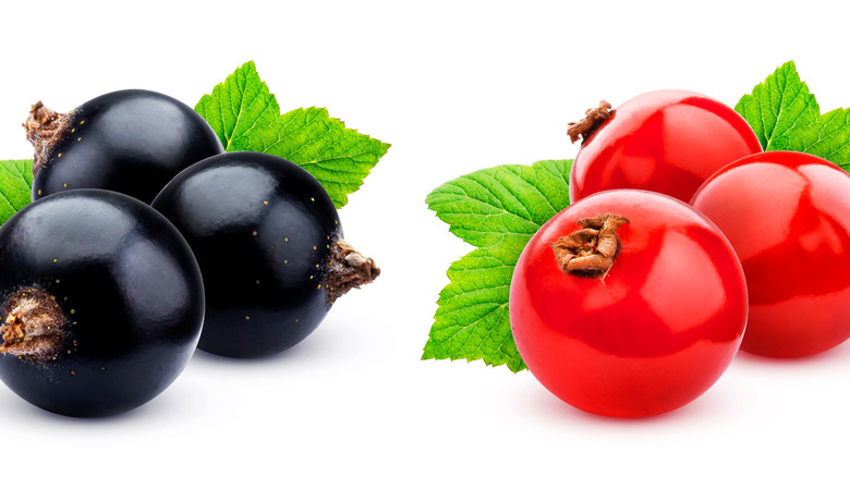 currants with leaves