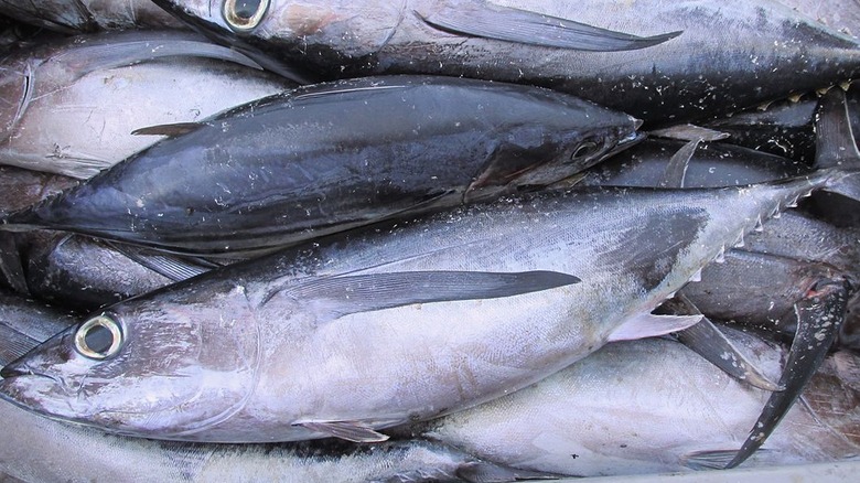 albacore tuna