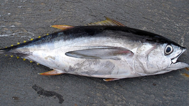 Bigeye tuna