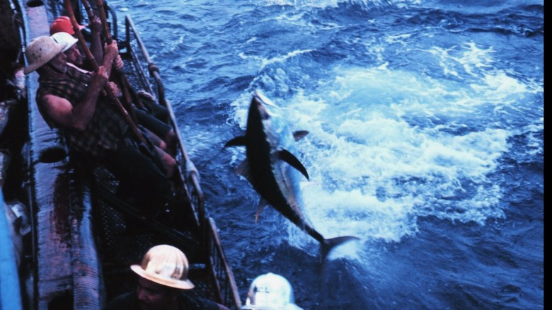 ocean pole fishing bigeye tuna