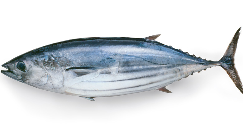 Skipjack tuna