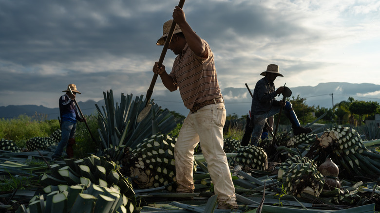 agave harvesters in field