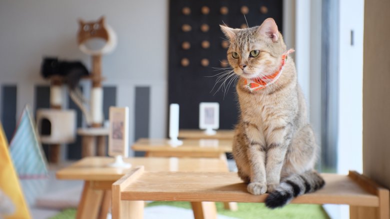 cat on table