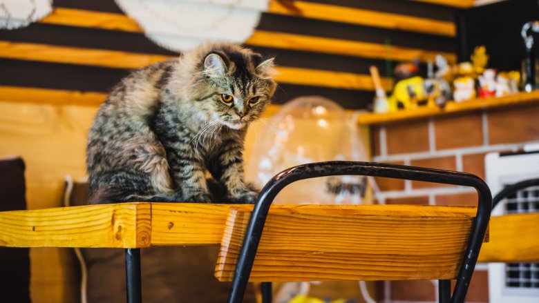 cat on table