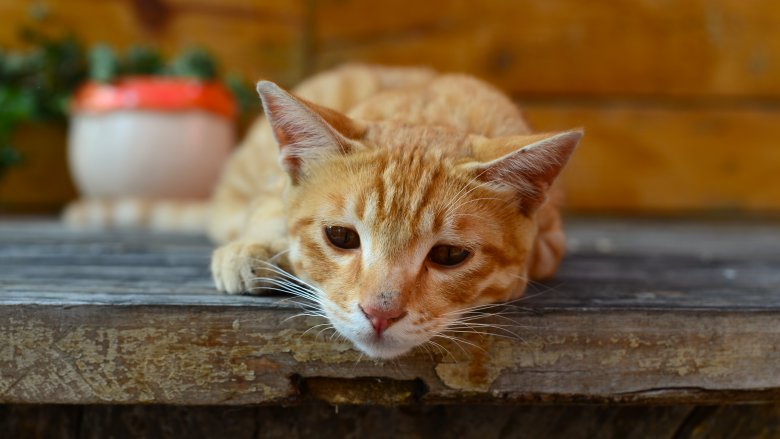 cat on table