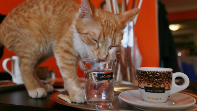 cat on table