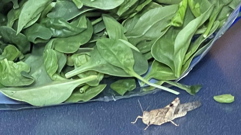 Grasshopper and baby spinach