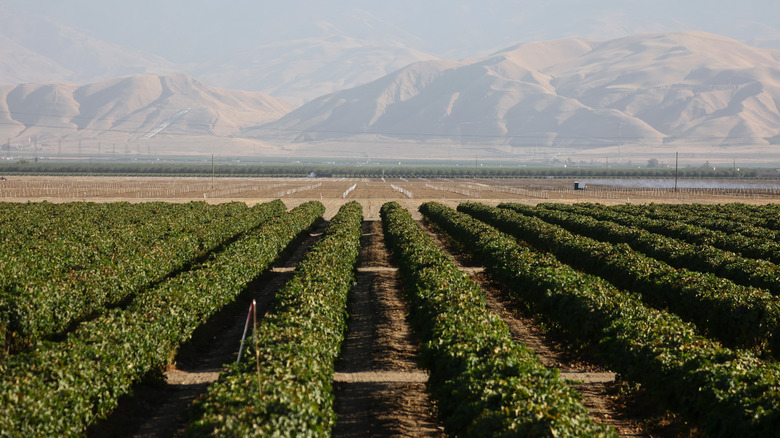 rows of crops in california during drought