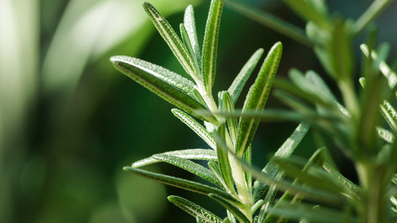 Close up of rosemary stem