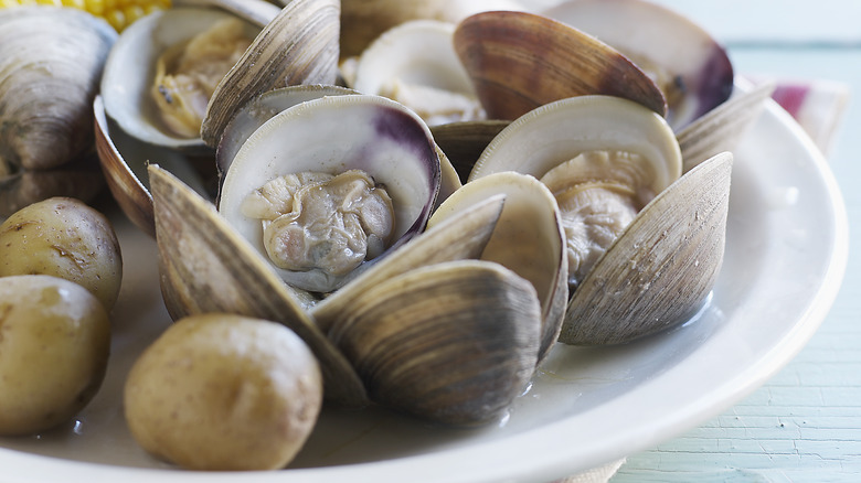 clams