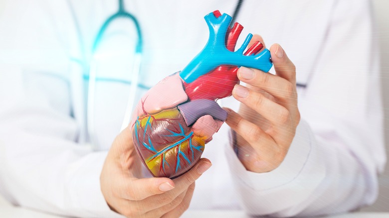 doctor holding heart model