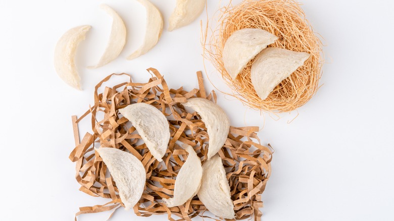 swallow bird nests