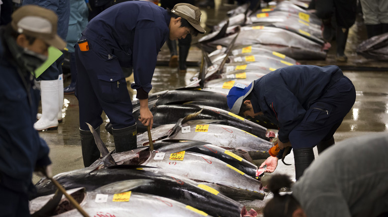 Scene of men inspecting Bluefin tuna at fish auction.