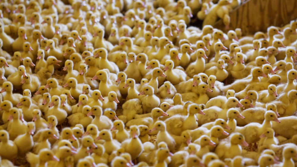 Chicks being raised for foie gras