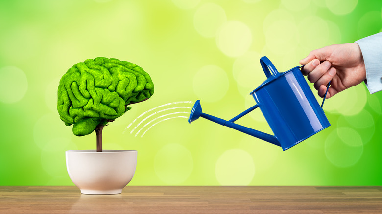 brain-shaped plant being watered