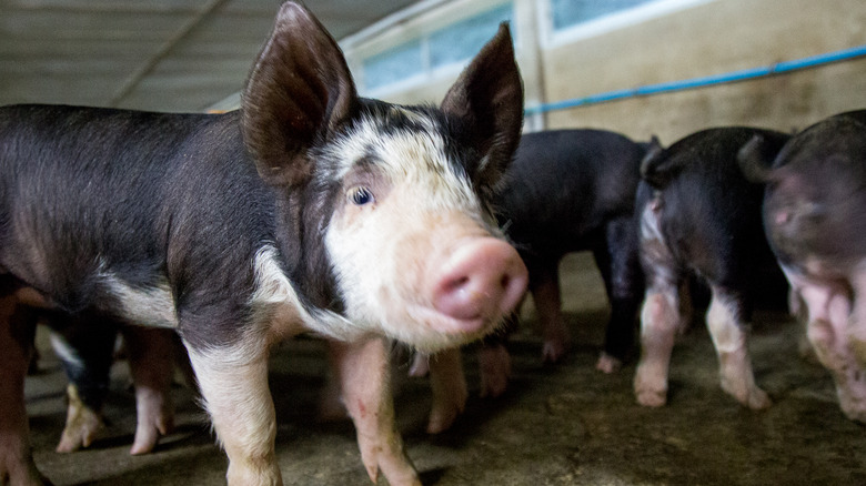 berkshire pigs in pigpen