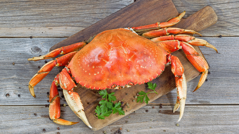 Dungeness crab