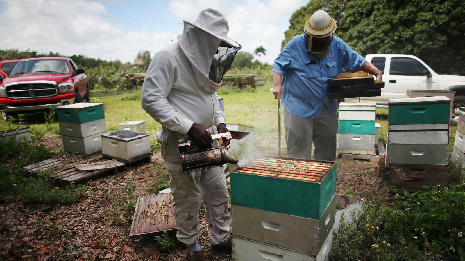 Honey Candy  The Southern Beekeeper