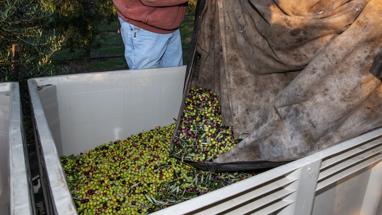 Olives in large bin after harvesting