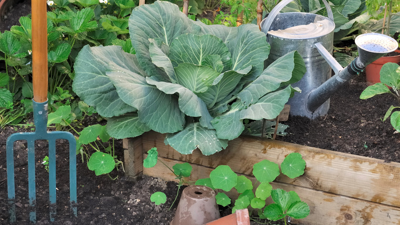 Vegetable patch and gardening fork