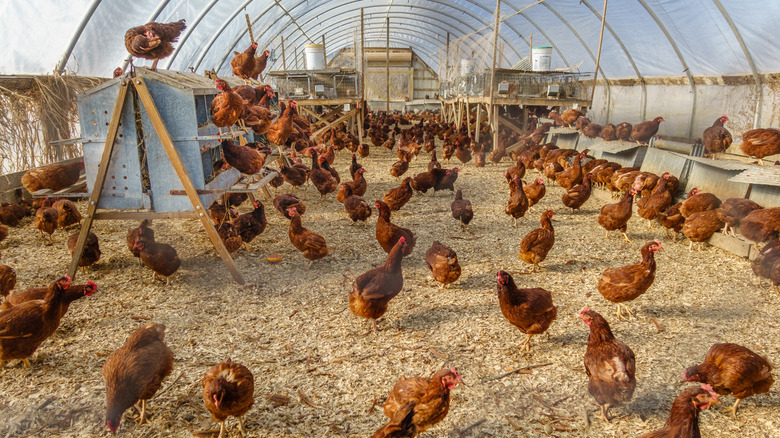 indoor chicken coop