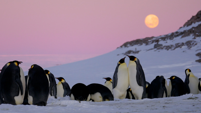 penguins in Antartica