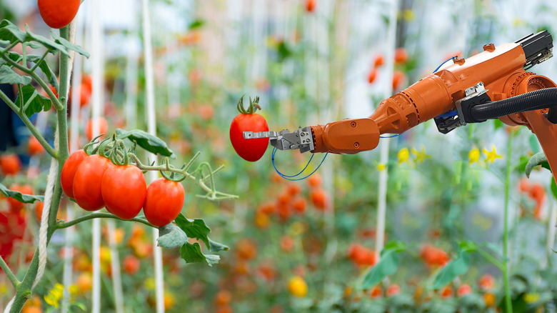 A robot harvesting tomatoes