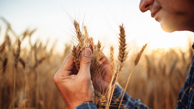Farmer checking wheat quality