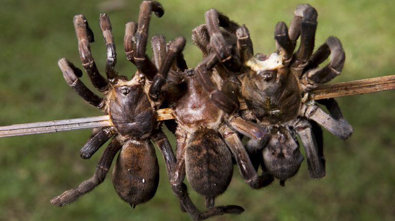 Three cooked tarantulas on a skewer