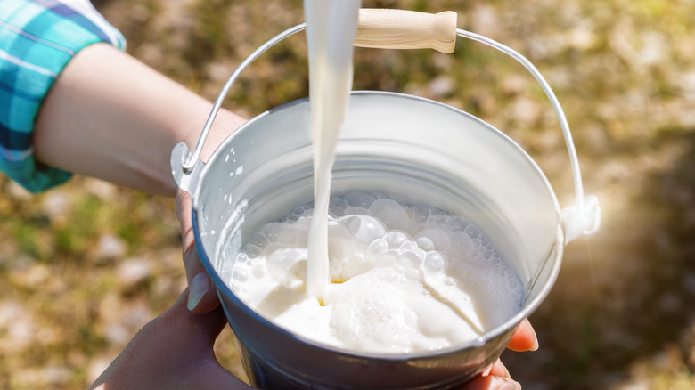 Milk being poured into bucket