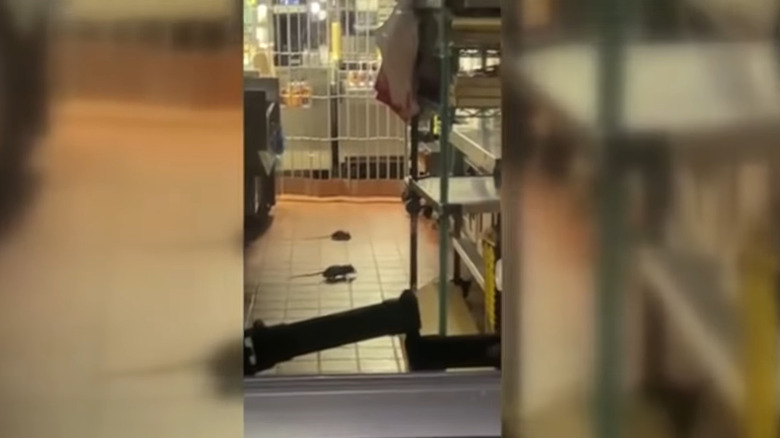 Family of rats in Florida McDonald's