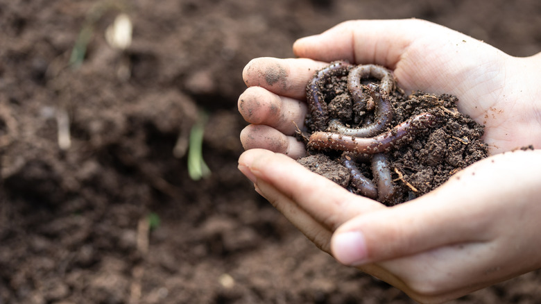 worms in the hand