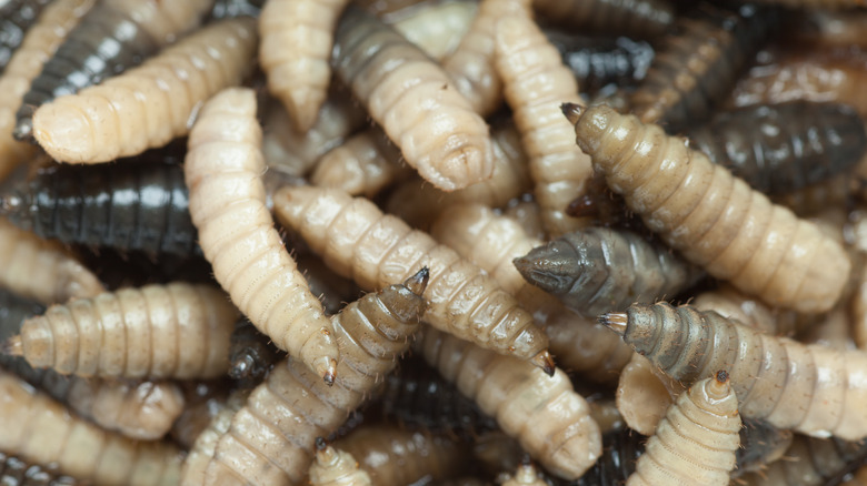 pile of crawling maggots