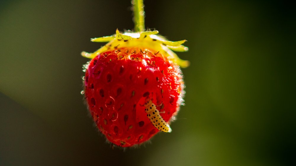 strawberry with a worm